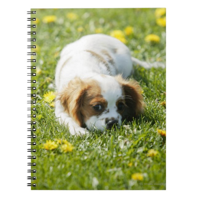 Carnet Cavalier King Charles Spaniel (Devant)