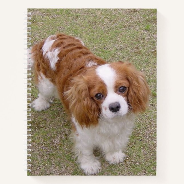 Carnet Cavalier roi-charles-spaniel plein (Devant)