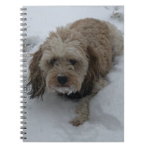Carnet Cavapoo