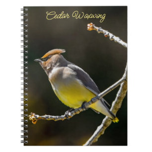 Carnet Cèdre cire Songbird Photo originale Oiseau sauvage