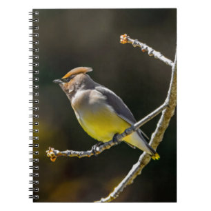 Carnet Cèdre cire Songbird Photo originale Oiseau sauvage