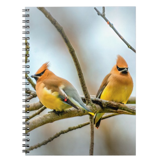 Carnet Cèdre - Photographie originale (Devant)