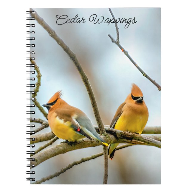 Carnet Cèdre - Photographie originale (Devant)