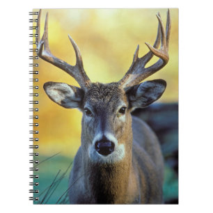 Carnet Cerf à queue blanche Automne