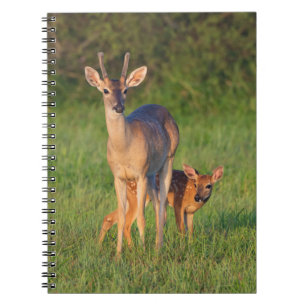 Carnet Cerf à queue blanche Habitat herbeux