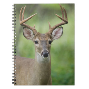 Carnet Cerf à queue blanche   Hill Country, Texas