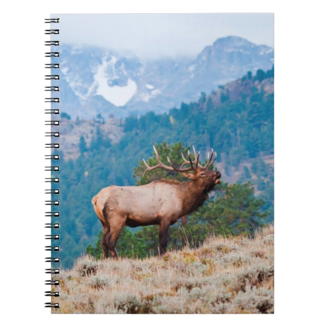 Carnet Cerf (Cervus Elephus) mâle bramant (Devant)