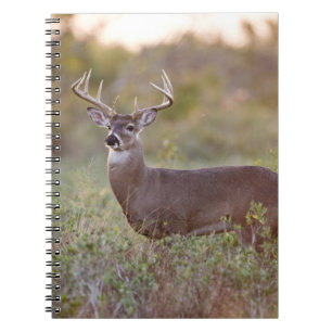 Carnet cerf de Virginie (Odocoileus virginianus) mâle 2