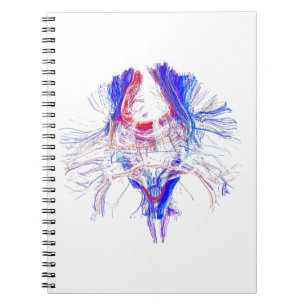 Carnet Cerveau et Tracktography