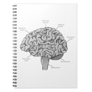 Carnet Cerveau scientifique