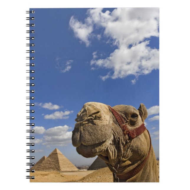 Carnet Chameau devant les pyramides de Gizeh, Egypte, (Devant)