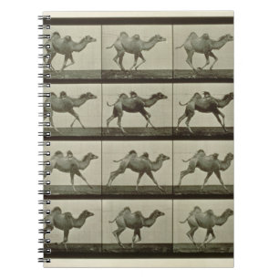 Carnet Chameau, plat "de la locomotion animale", 1887