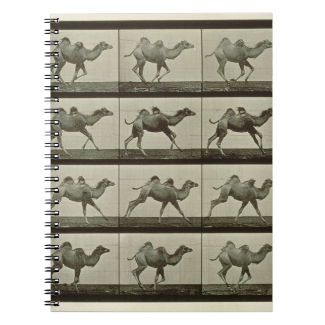 Carnet Chameau, plat "de la locomotion animale", 1887 (Devant)