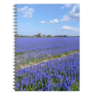 Carnet Champ de Hyacinthes