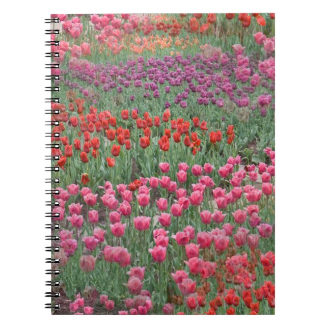 Carnet Champ De Tulipes (Devant)