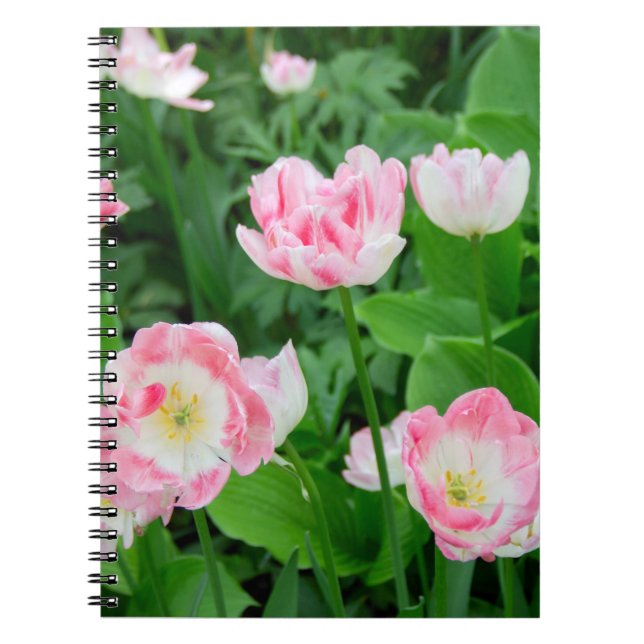 Carnet Champ de tulipes roses (Devant)