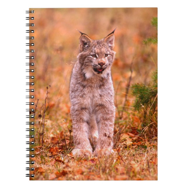 Carnet Chasse au lynx roux | Forêt automnale (Devant)