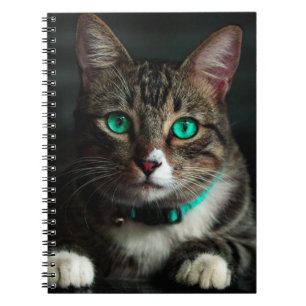 Carnet Chat à oeil vert