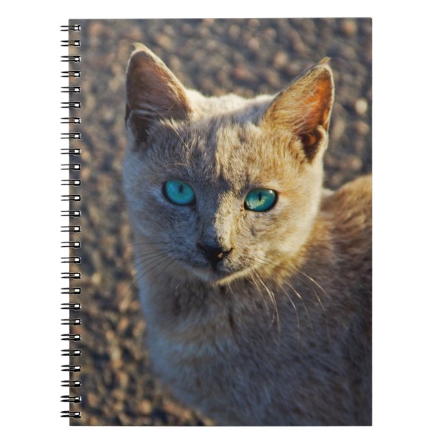 Carnet Chat aux yeux bleus (Devant)