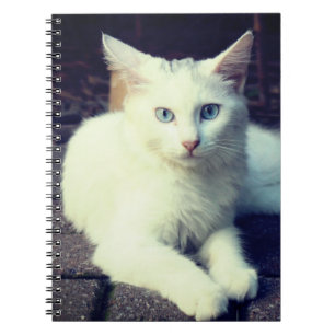 Carnet chat blanc