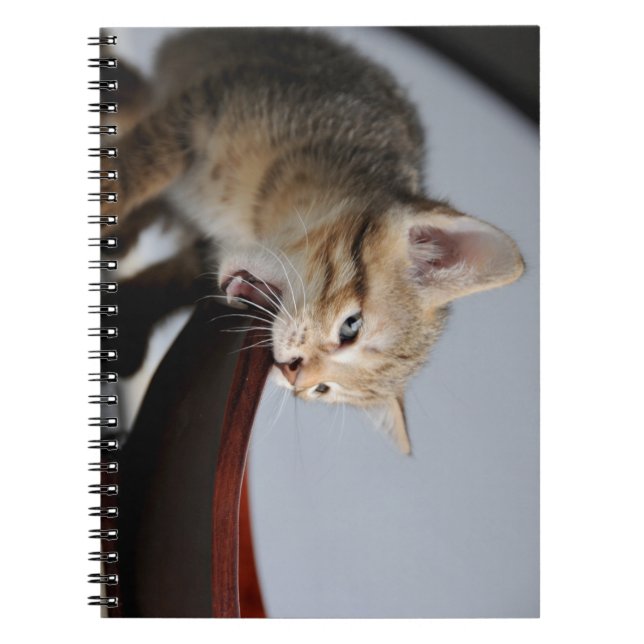 Carnet chat, chaton, animal (Devant)