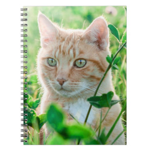 Carnet Chat de gingembre avec yeux verts en herbe