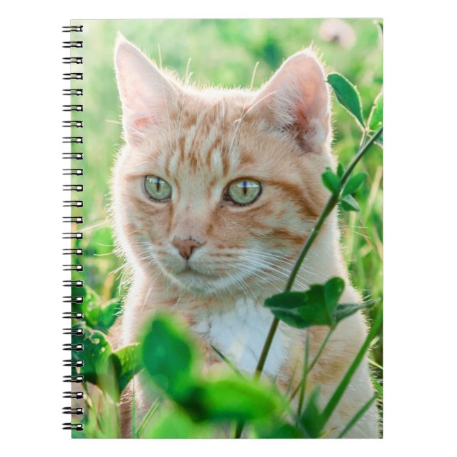 Carnet Chat de gingembre avec yeux verts en herbe (Devant)