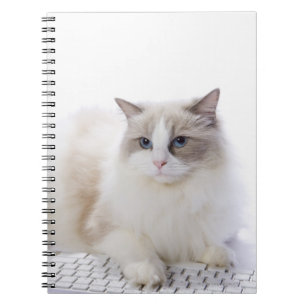 Carnet Chat de Ragdoll sur le clavier d'ordinateur