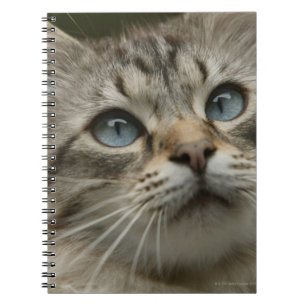 Carnet Chat domestique