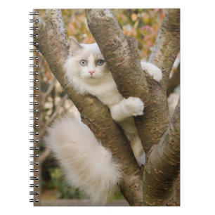 Carnet Chat Fluffy aux Yeux Bleus dans un Arbre