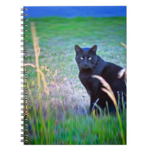 Carnet Chat noir