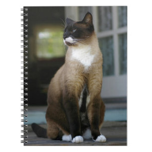 Carnet Chat siamois sur le porche