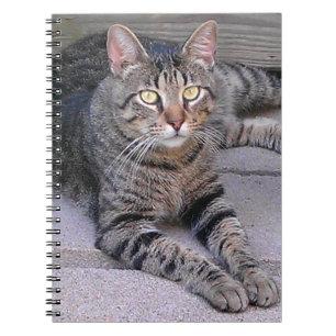 Carnet Chat tigré Brown dehors