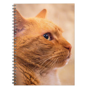 Carnet Chat Tigre Orange Cahier Curieux Félin