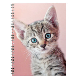 Carnet Chaton mignon avec les yeux bleus