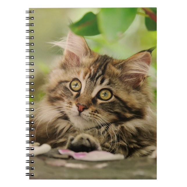 Carnet Chaton mignon de ragondin du Maine (Devant)