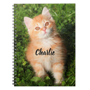 Carnet Chaton orange tabby mignon et duveteux personnalis