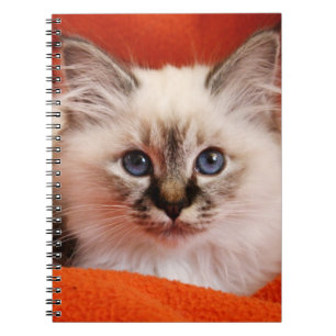 Carnet Chaton sacré de Birman