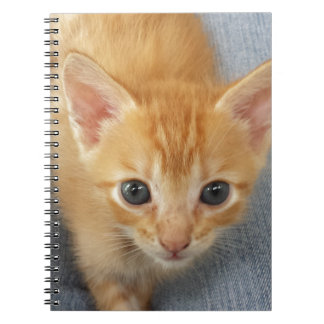 Carnet Chaton tigré orange