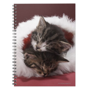 Carnet Chatons endormis ensemble dans le casquette de