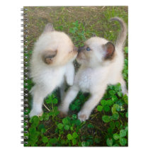 chatons s'embrassant dans du trèfle