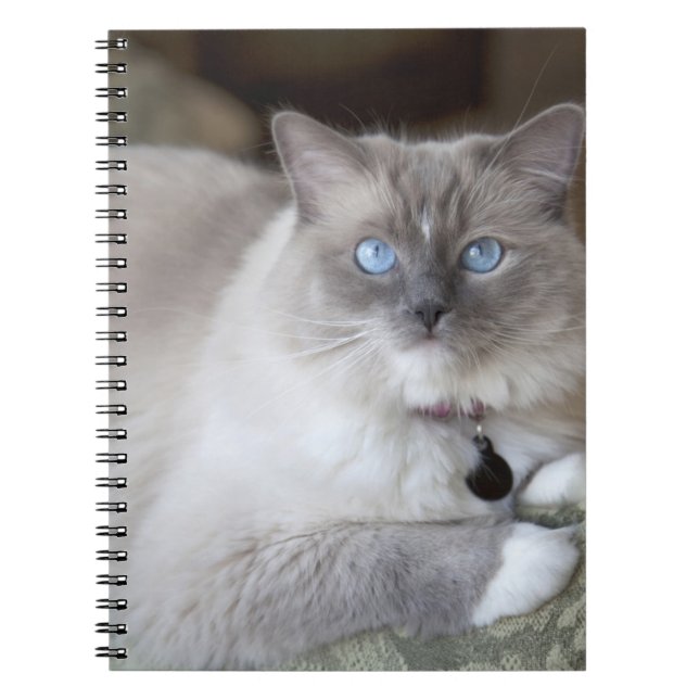 Carnet Chatte Ragdoll (Devant)