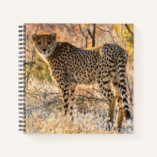 Carnet Cheetah regarde autour de lui
