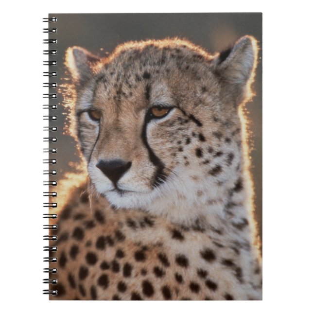 Carnet Cheetah regarde loin (Devant)