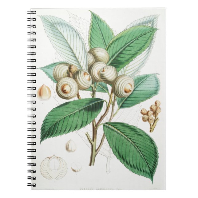 Carnet Chêne vert (Devant)