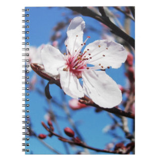 Carnet Cherry Blossom 2