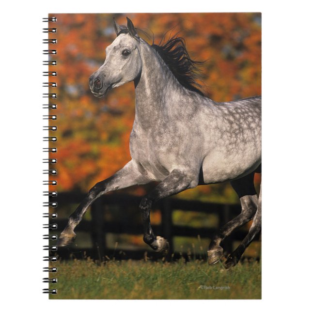 Carnet Cheval arabe : Automne 1 (Devant)