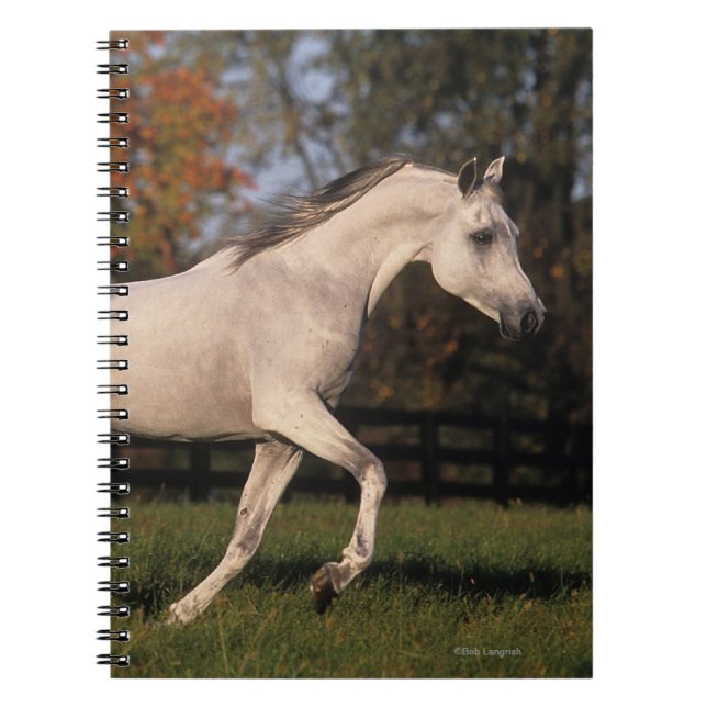 Carnet Cheval arabe : Automne 2 (Devant)