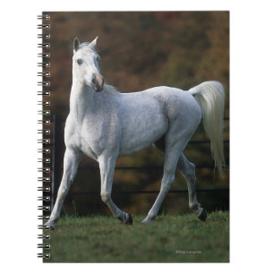Carnet Cheval arabe courant 1
