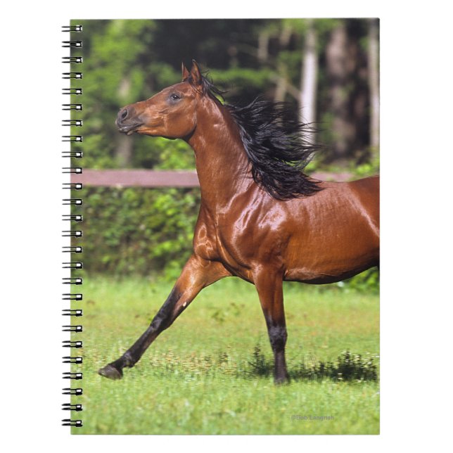 Carnet Cheval arabe courant 2 (Devant)